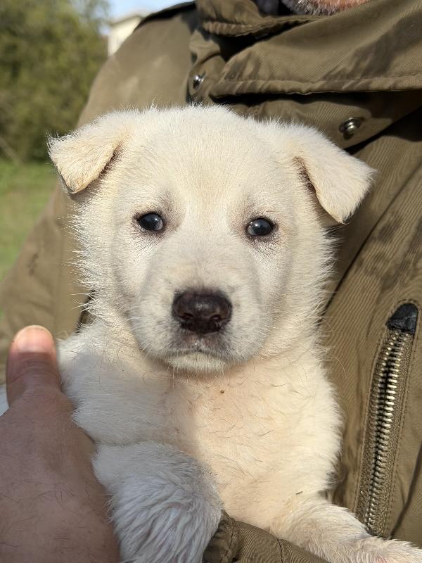 💙🐾 johnny 🐾💙 splendido cucciolo taglia medio contenuta in adozione  Foto 6