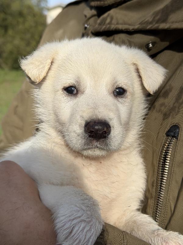 💙🐾 johnny 🐾💙 splendido cucciolo taglia medio contenuta in adozione  Foto 7
