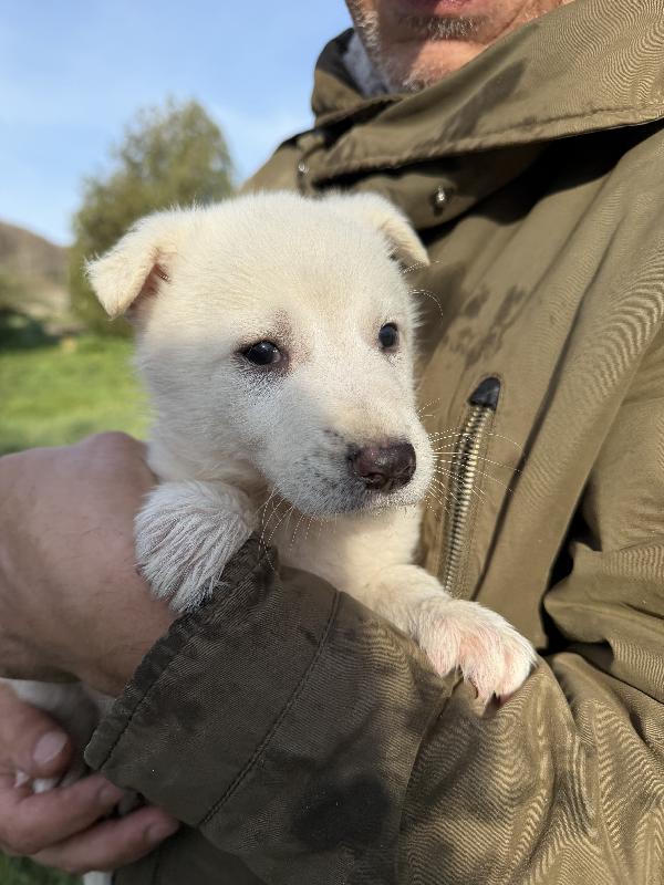 💙🐾 johnny 🐾💙 splendido cucciolo taglia medio contenuta in adozione  Foto 8