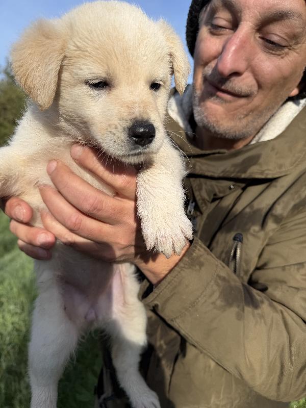 💕🐾 jenny 🐾💕 dolce cucciola taglia medio contenuta in adozione  Foto 3