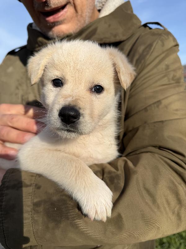 💕🐾 jenny 🐾💕 dolce cucciola taglia medio contenuta in adozione  Foto 5