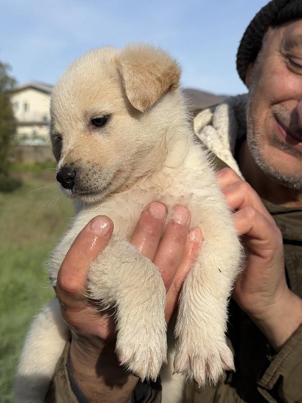 💕🐾 jenny 🐾💕 dolce cucciola taglia medio contenuta in adozione  Foto 6