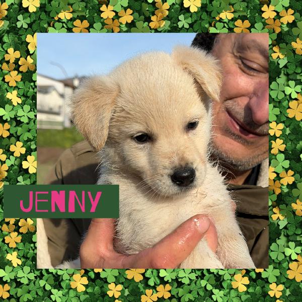 💐🐾 Jenny 🐾💐 Dolcissima Bellissima Cucciola Taglia Medio Contenuta In Adozione 