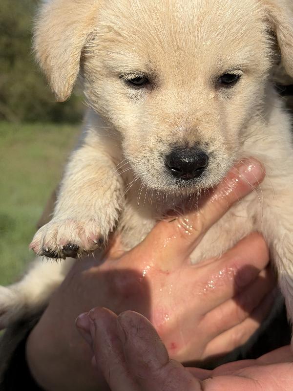 💐🐾 jenny 🐾💐 dolcissima bellissima cucciola taglia medio contenuta in adozione  Foto 6