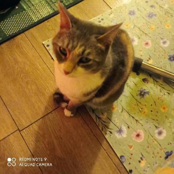 Grigetta: Dolce Micina Di Provincia Cerca Fsmiglis 