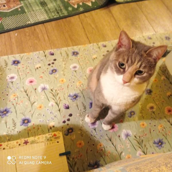 GRIGETTA: DOLCE MICINA DI PROVINCIA CERCA FSMIGLIS  Foto 2