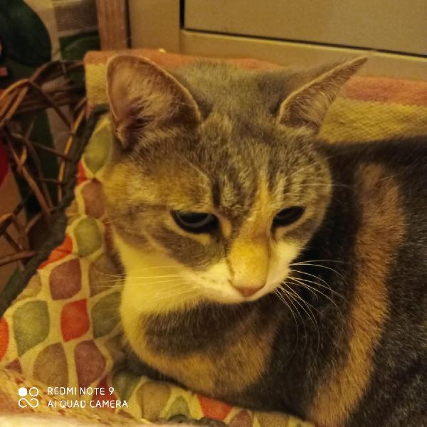 GRIGETTA: DOLCE MICINA DI PROVINCIA CERCA FSMIGLIS  Foto 3