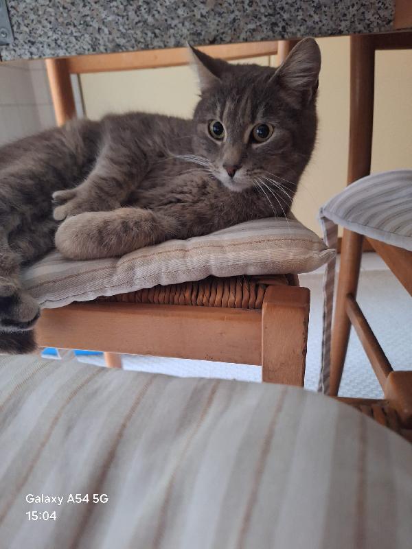 Naila: Micia Di 3 Anni Cerca Famiglia