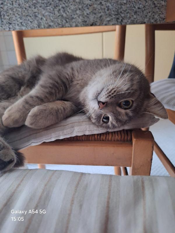 NAILA: MICIA DI 3 ANNI CERCA FAMIGLIA Foto 2