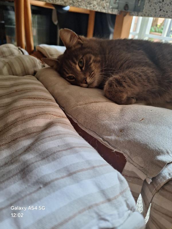 NAILA: MICIA DI 3 ANNI CERCA FAMIGLIA Foto 3