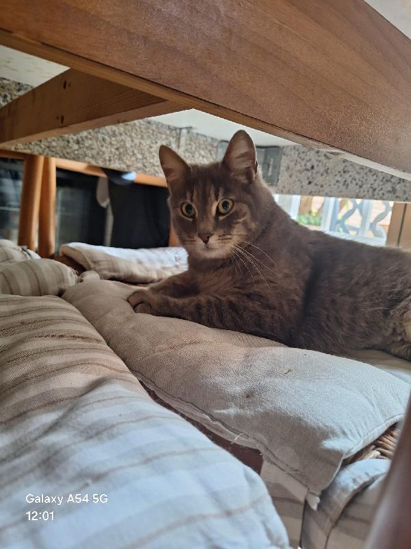 NAILA: MICIA DI 3 ANNI CERCA FAMIGLIA Foto 4