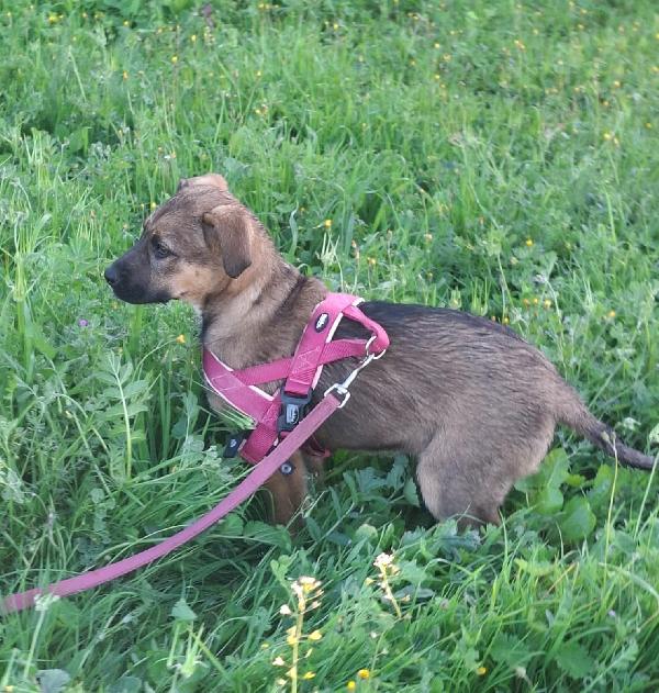 Piccola Fucsia Foto 2