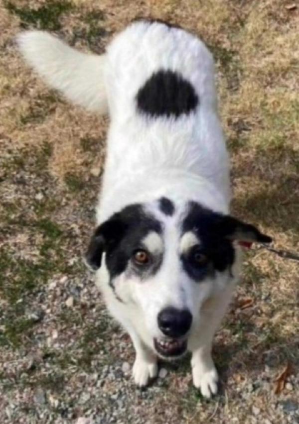 Bianca 5/6Anni Tg Grande Stallo Finito!Alessandria