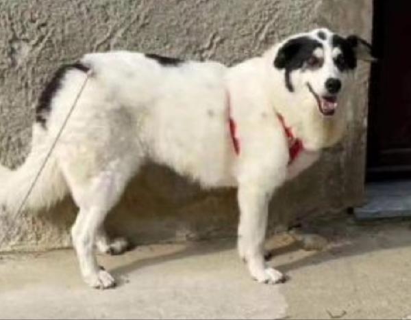 Bianca 5/6anni tg grande STALLO FINITO!ALESSANDRIA Foto 2