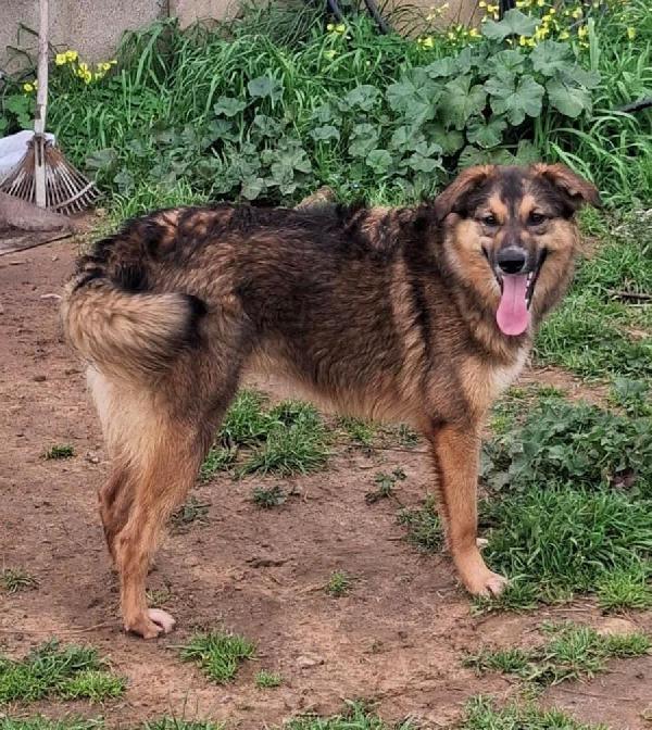 Brenda..un cane meraviglioso  Foto 2