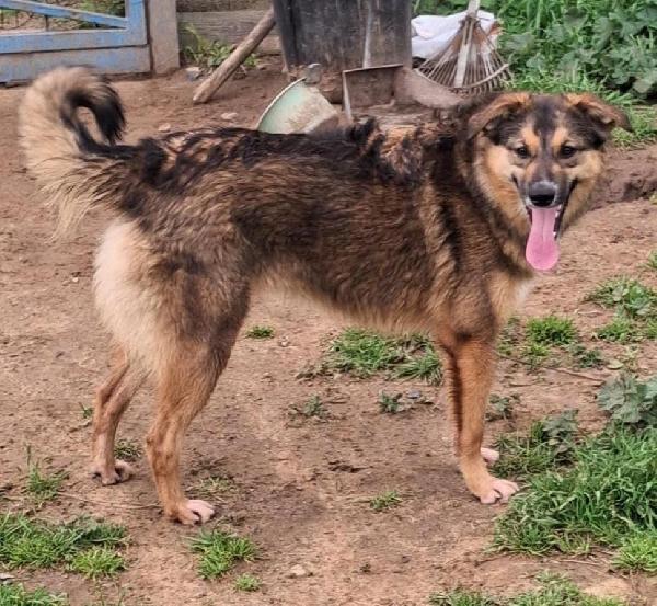 Brenda..un cane meraviglioso  Foto 3