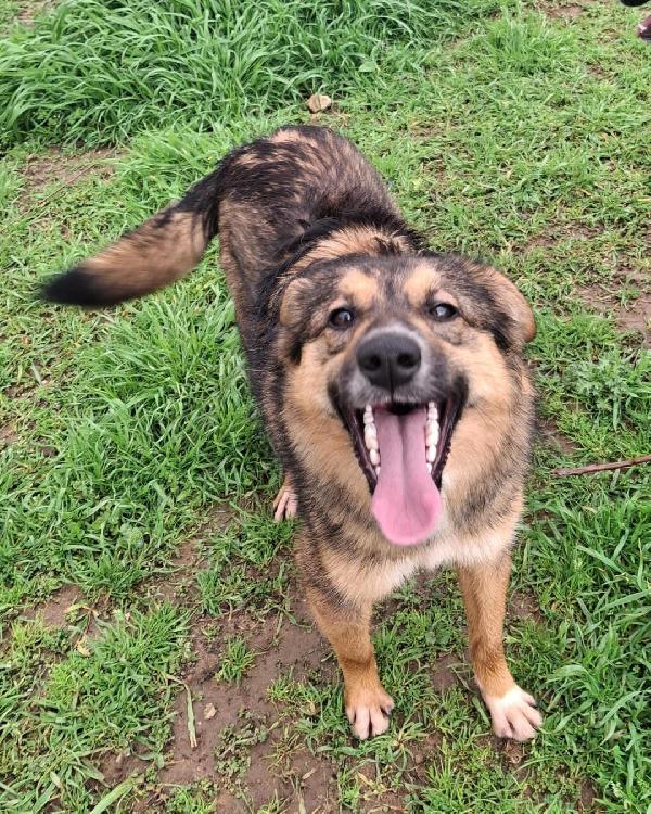 Brenda..un cane meraviglioso  Foto 4