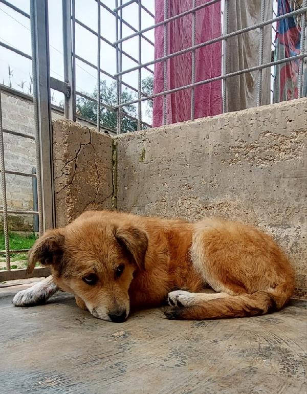 Magma Cerca Famiglia. Info adozione Monica 3890238584 Foto 4