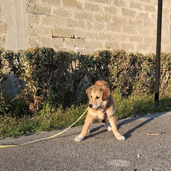 Magma Cerca Famiglia. Info adozione Monica 3890238584 Foto 5