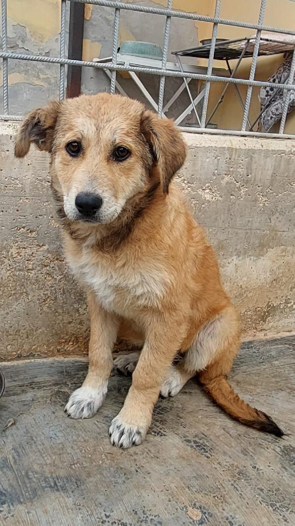 Magma Cerca Famiglia. Info adozione Monica 3890238584 Foto 6