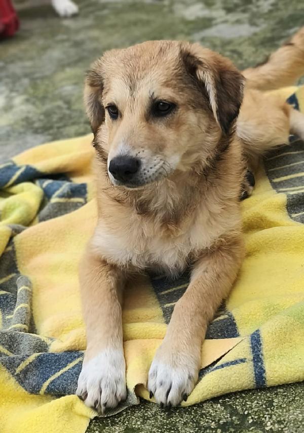 Magma Cerca Famiglia. Info adozione Monica 3890238584 Foto 7