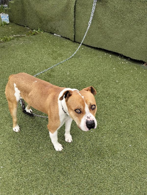 In cerca di Adozione  Foto 2