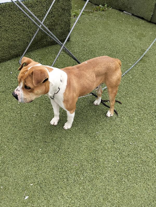 In cerca di Adozione  Foto 3