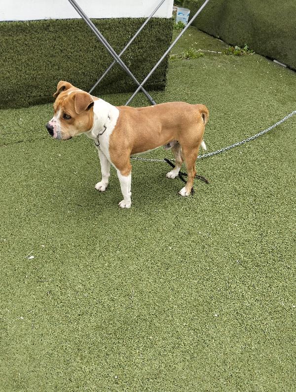 In cerca di Adozione  Foto 4