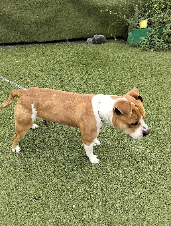 In cerca di Adozione  Foto 5