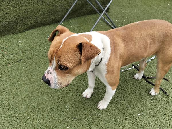 In cerca di Adozione  Foto 6