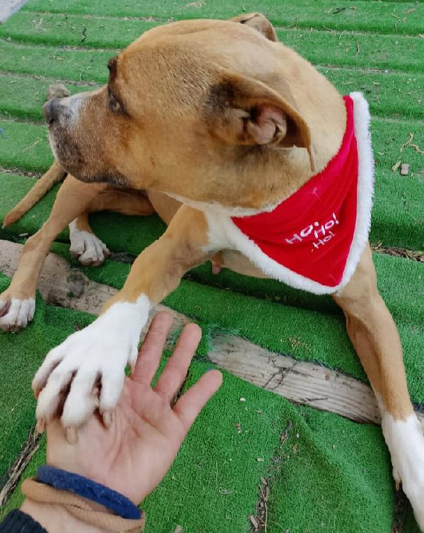 Pitbull femmina 9anni buonissimo carattere.SICILIA  Foto 2