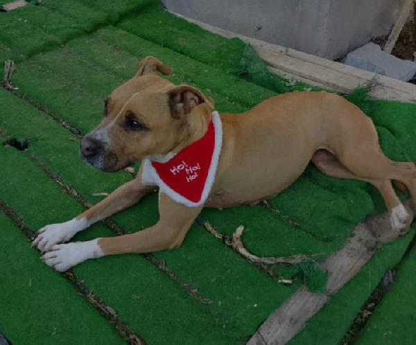 Pitbull femmina 9anni buonissimo carattere.SICILIA  Foto 3