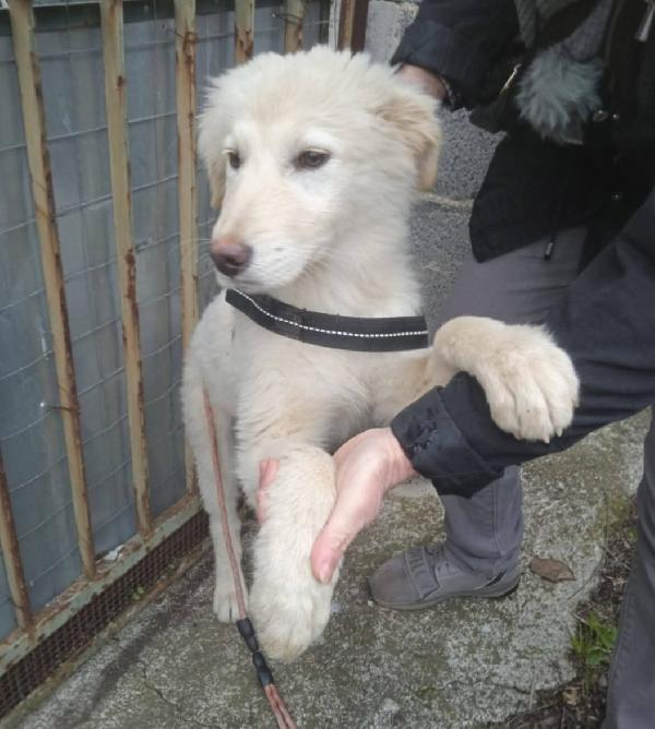 6Mesi Femmina Futura Tg Media Ok Gatti Catania