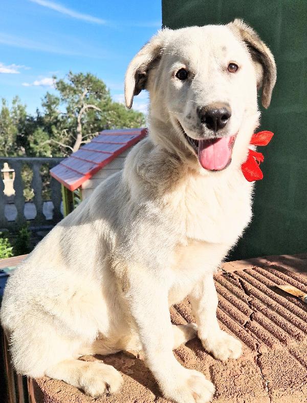 Daisy,Adottabile In Tutta Italia|