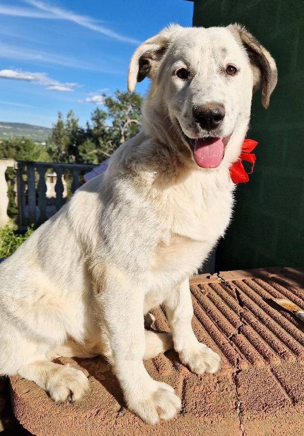 DAISY,ADOTTABILE IN TUTTA ITALIA| Foto 2