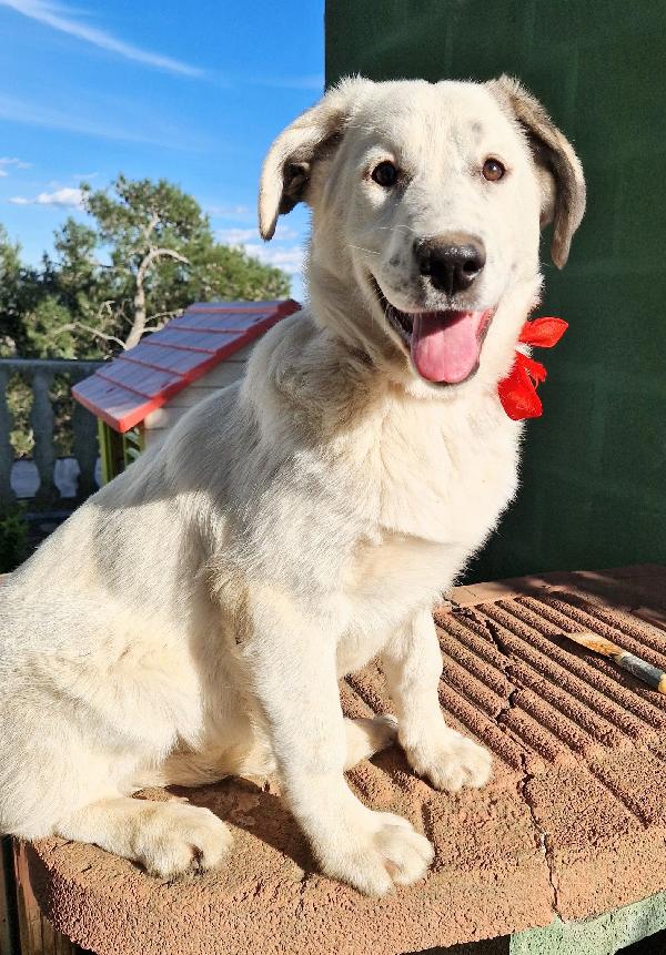 DAISY,ADOTTABILE IN TUTTA ITALIA| Foto 3