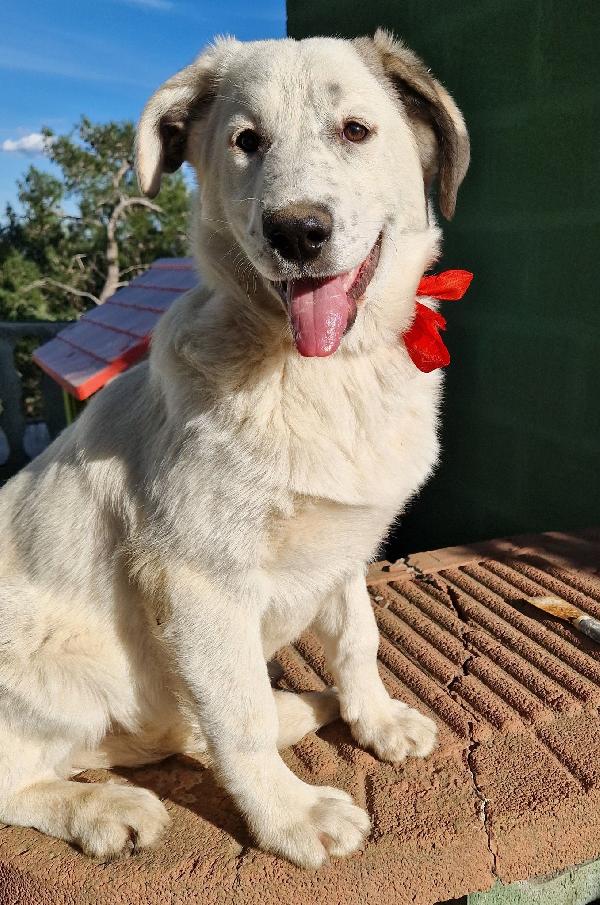 DAISY,ADOTTABILE IN TUTTA ITALIA| Foto 4