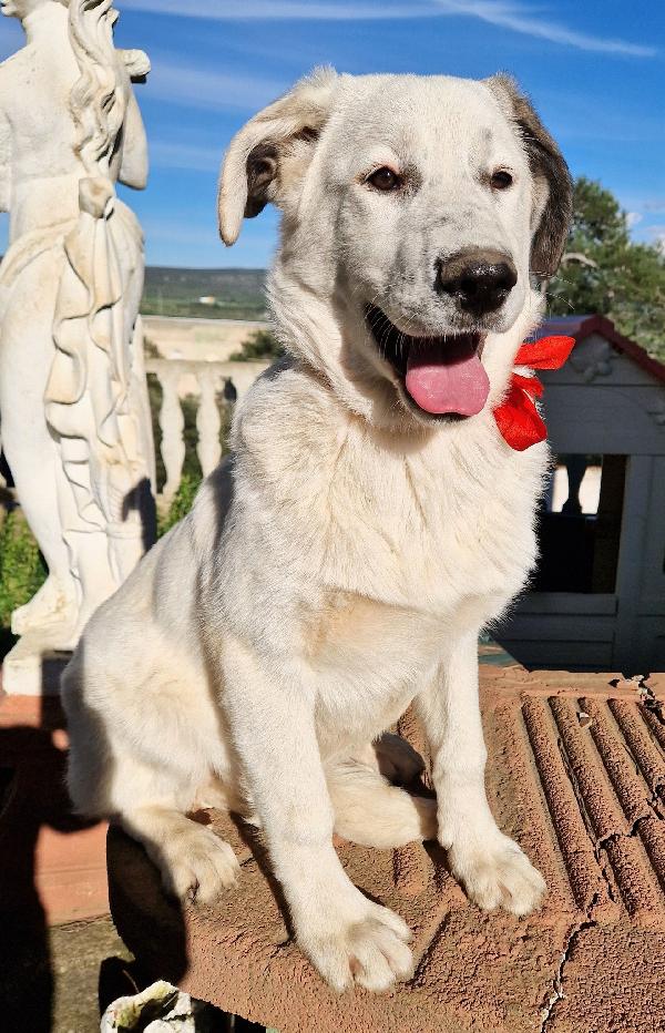 DAISY,ADOTTABILE IN TUTTA ITALIA| Foto 6