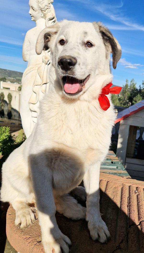 DAISY,ADOTTABILE IN TUTTA ITALIA| Foto 7