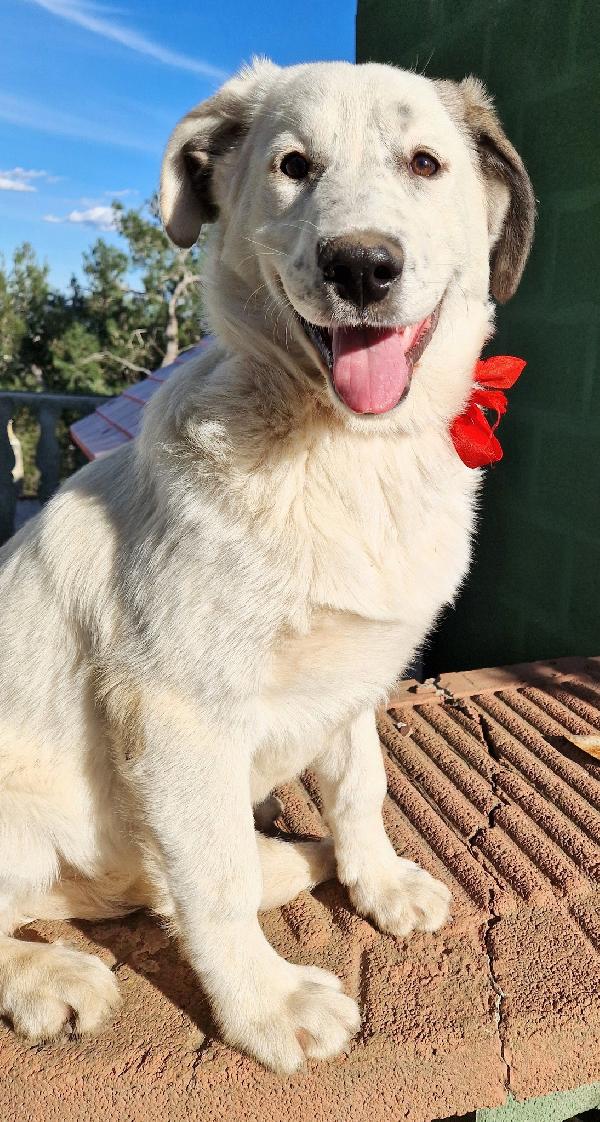 DAISY,ADOTTABILE IN TUTTA ITALIA| Foto 8