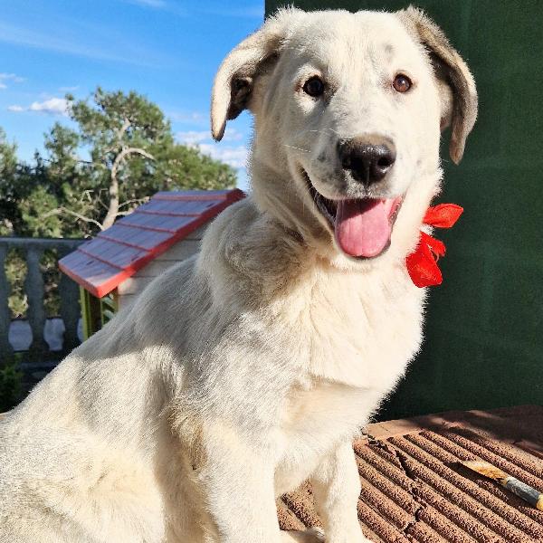 DAISY,ADOTTABILE IN TUTTA ITALIA| Foto 9