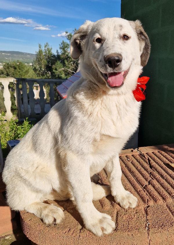 DAISY,ADOTTABILE IN TUTTA ITALIA| Foto 10