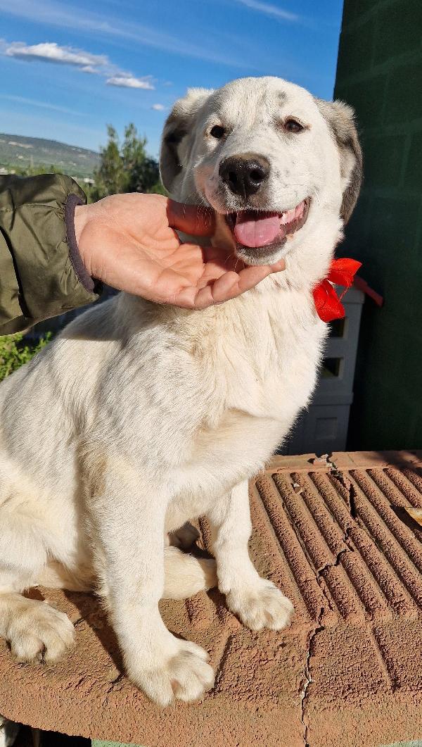 DAISY,ADOTTABILE IN TUTTA ITALIA| Foto 12