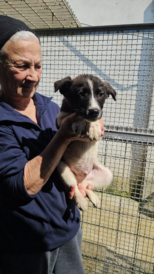 Tormalino: 3 mesi taglia contenuta  Foto 2