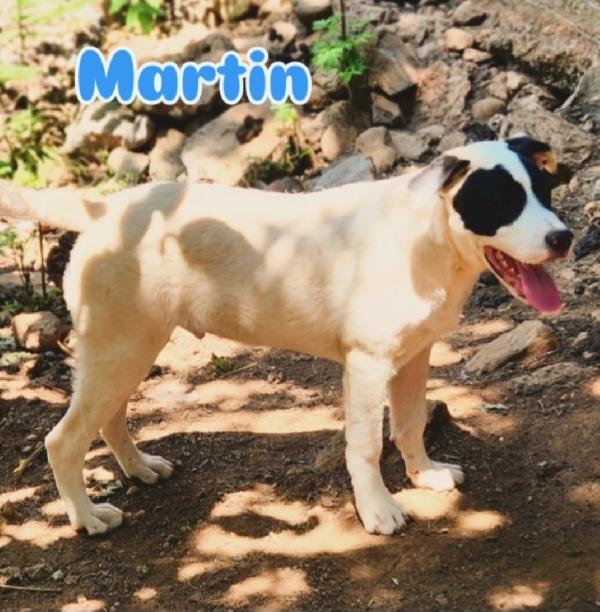 Mix molossini 10mesi crescono in rifugio.CALABRIA Foto 3