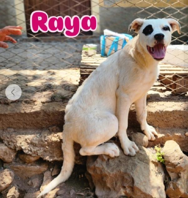 Mix molossini 10mesi crescono in rifugio.CALABRIA Foto 4