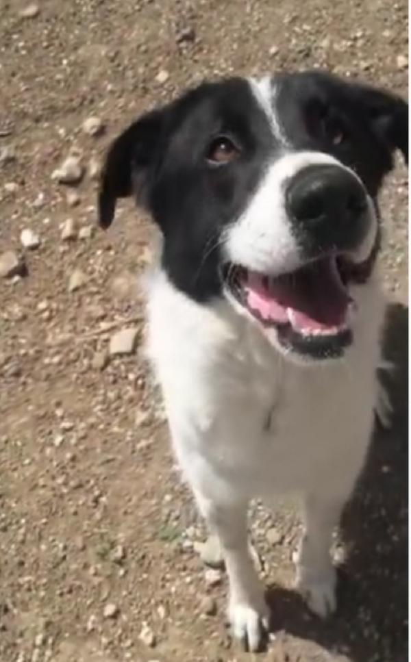 Mask Giovane In Canile Da 6Anni