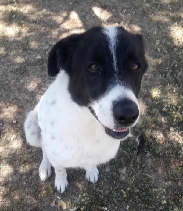 Mask,giovane,buonissimo,in canile da 5anni!PUGLIA Foto 2