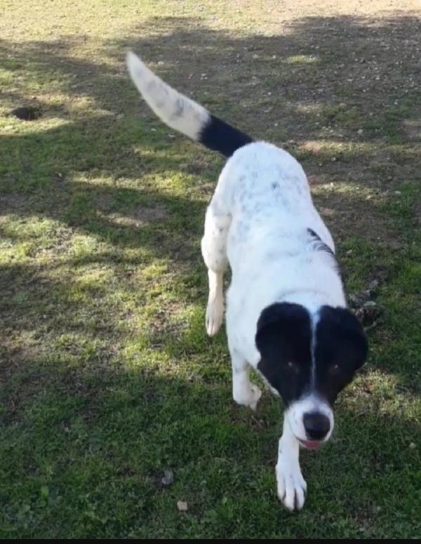 Mask,giovane,buonissimo,in canile da 5anni!PUGLIA Foto 3