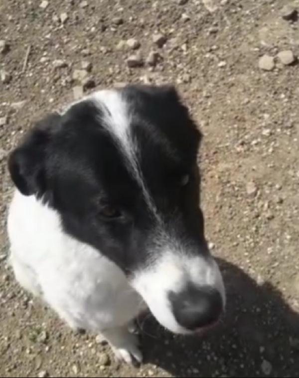 Mask,giovane,buonissimo,in canile da 5anni!PUGLIA Foto 4